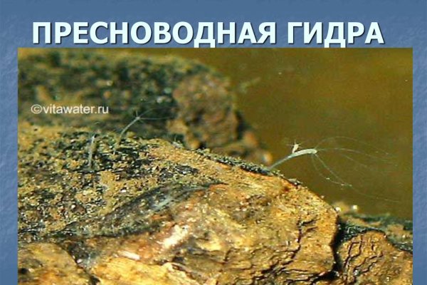 Правильная ссылка на кракен