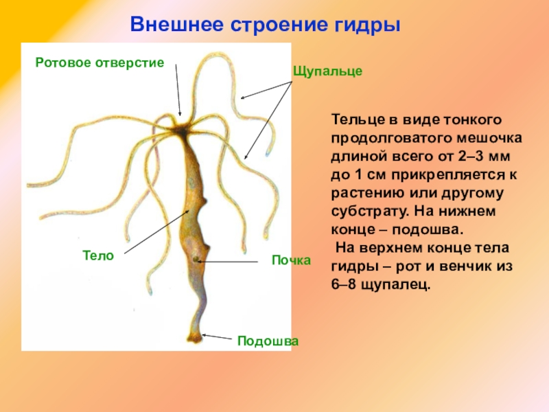 Кракен наркотики россия